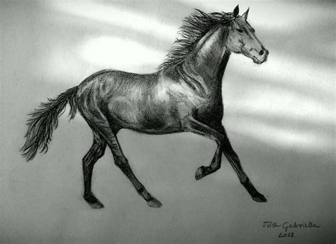 Black Beauty Horse Drawings Iphonexwallpaperwithnodock