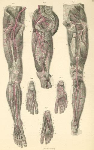 Appendicular muscles of the pelvic girdle and lower limbs. Inner Foot and Inner Thigh (and Psoas Major)