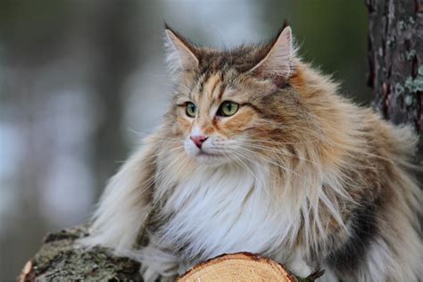 Norwegian Forest Cat Purrfect Cat Breeds