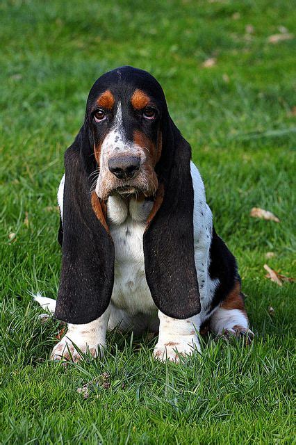 A Basset Hound Sitting In The Grass Looking At The Camera