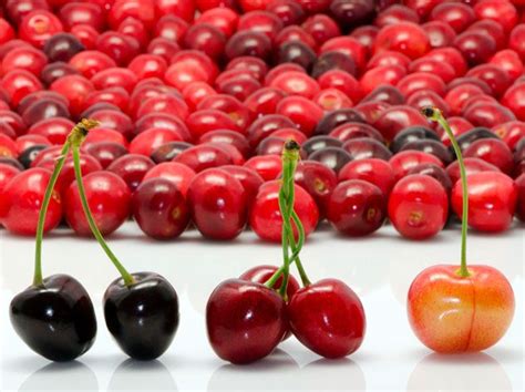 Different Types Of Cherries Superfruit Types Of Cherries Cherry