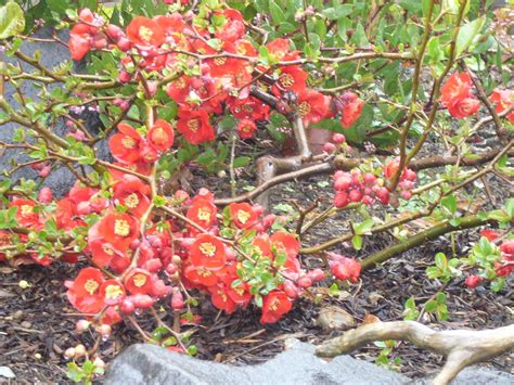 Chaenomeles Superba Hollandia Flowering Quince Pacific Northwest