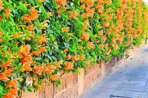Cover a shady wall or fence with these hardy climbing plants. Top 10 Climber Plants for Home Garden (Ideal for Indian ...