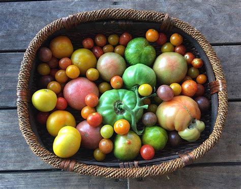 Tomatoes In All Shapes Sizes And Colors Greyfield Inn