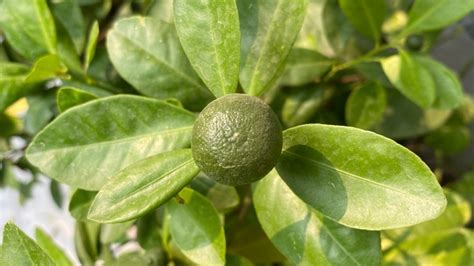 11 Types Of Limes And What Makes Them Unique