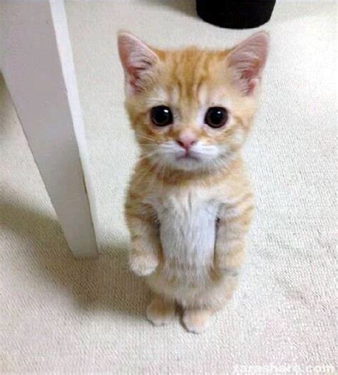 Cute Cat Blank Meme Template Imgflip