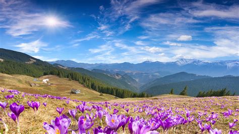 Wallpaper Crocus Flowers Mountains Spring Sunny Day 5k