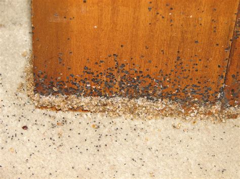 Can Bed Bugs Live In Wood Floors