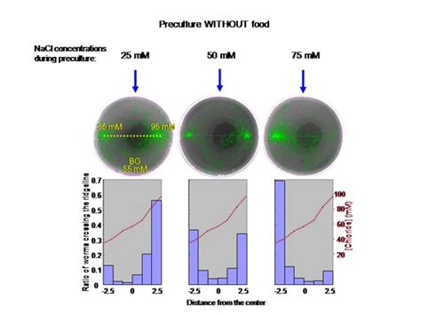 A Modified Salt Chemotaxis Assay To Determine Concentration Dependent