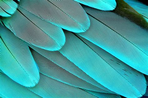 Nature Patterns | showme design