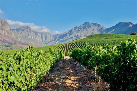 Discover The Vineyards Less Traveled In South Africas Wild Wild Wine