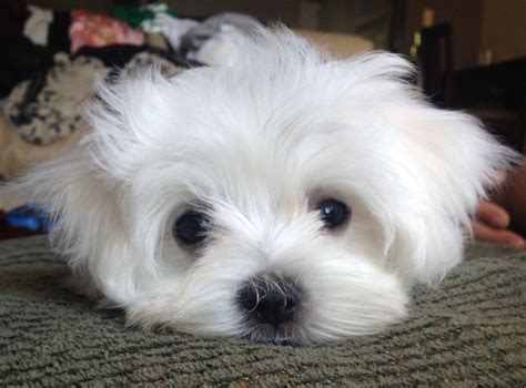 12 Reasons Why You Should Never Own A Maltese