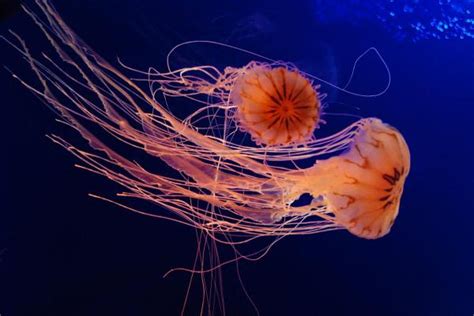 How Do Jellyfish Move The Truth Behind The Oceans Most Efficient