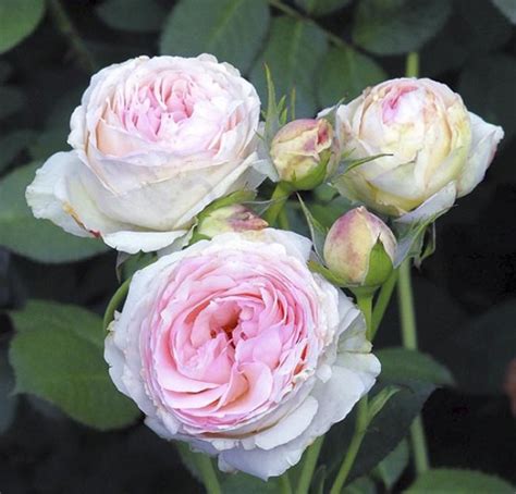 Róża Pnąca Mini Eden Rose Rosa 2 3l Sklep Internetowy Szkółki Magda