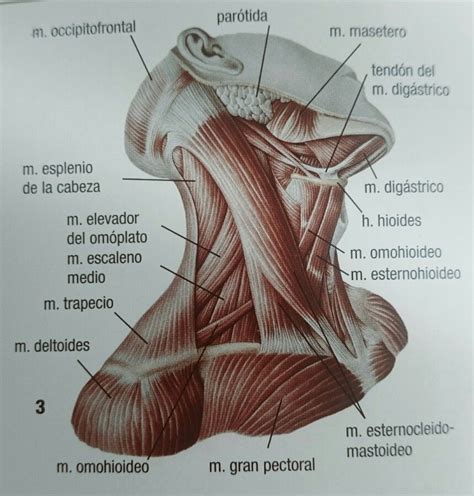 Musculos Cuello Cuello Anatomia Músculos Del Cuello Libros De Anatomia