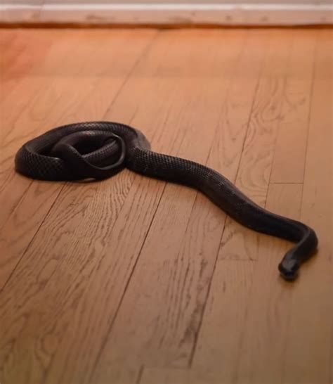 However, worry not, there are still other ways to deter deer. How to keep snakes out of your house | Repellents, Garden ...