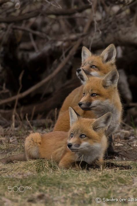 Forever Pet Fox Baby Animals Fox Cub