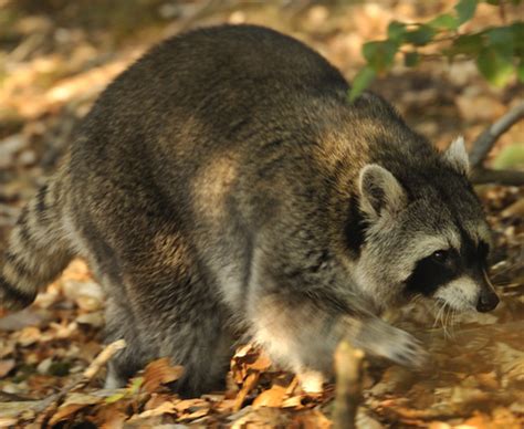 Mit ihren schwarzen knopfaugen wenn sie vom garten ins haus gelangen, richten die pelzigen räuber beträchtlichen schaden an. Waschbär im Haus Tipps und Tricks zum Umgang - bauen.de