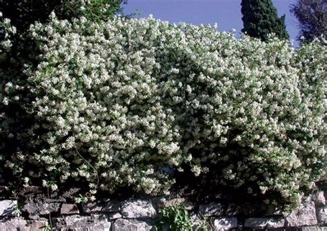 Le migliori offerte per bianco zaffiro fiore grappolo pendente leve posteriori fiori giallo verdognoli a grappolo from www.gruppomicheli.it. Gelsomino fioritura - Rampicanti - Periodo di fioritura ...