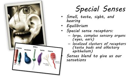 Ppt Special Senses Powerpoint Presentation Free Download Id2390481