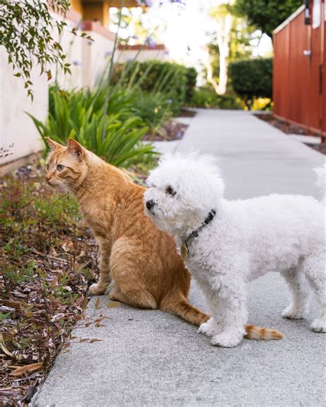 Which Dog Breeds Get Along Best With Cats Puppyspot
