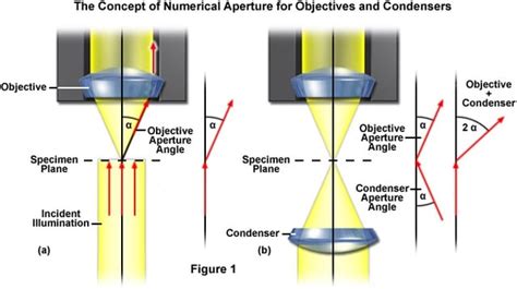 Microscope Resolution 101 The Numerical Aperture And Light Wavelength