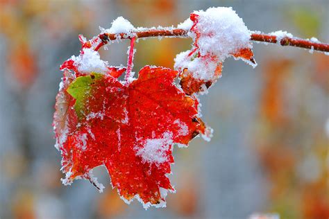 Maple Leaf With Snow Photograph By Alan Lenk Fine Art America