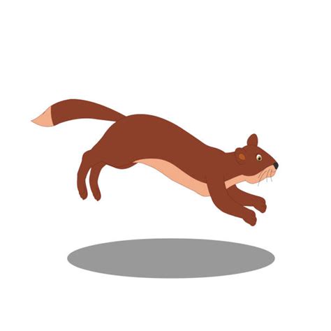 Indian Mongoose Illustrations Royalty Free Vector Graphics And Clip Art