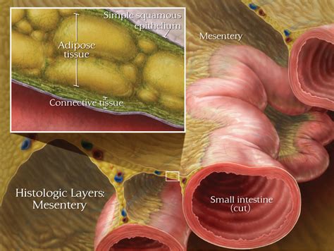 Histological Layers Of The Mesentery Art As Applied To Medicine