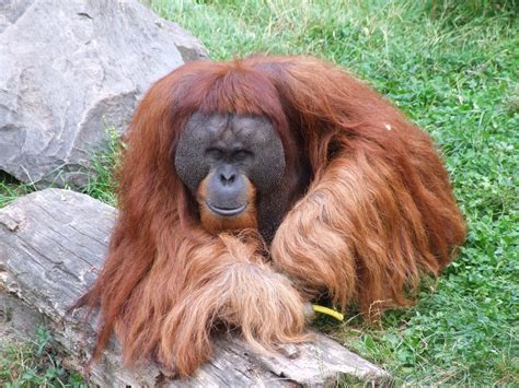 Learn about the ways wwf works to conserve a future where people live in harmony with nature. Orang-Utan-Tag im Zoo Dortmund