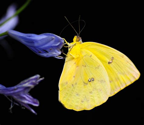 Picture Of A Colorful Yellow Butterfly About Wild Animals