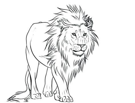 Lion Head Outline Drawing At Getdrawings Free Download