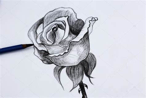 Maybe you would like to learn more about one of these? I disegno a matita di fiori - Foto Stock: Foto, Immagini ...