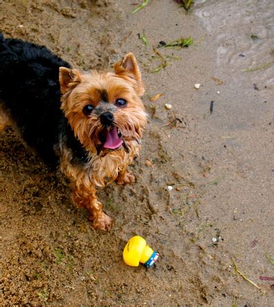 cute yorkie pictures