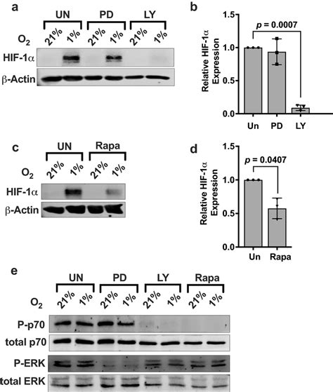 Il Mediates Hif Expression In Nkl Cells Through The Pi K Mtor
