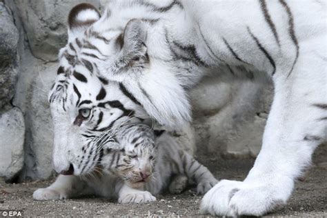 Rare White Tiger Cubs Debut In Japan At Tokyo Zoo Daily Mail Online