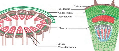 A tendon is a band of tissue that connects a the two peroneal tendons in the foot run side by side behind the outer a. Tissues Question Answer Solution Class 9 std Science Book ...