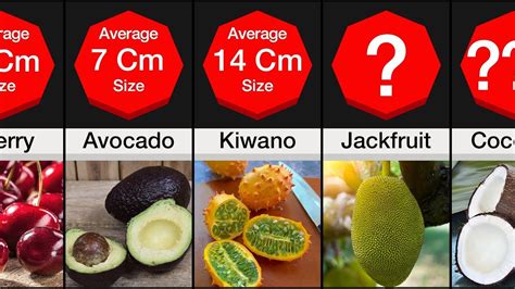 Comparison Fruit Size Fruits Name Size Comparison Youtube