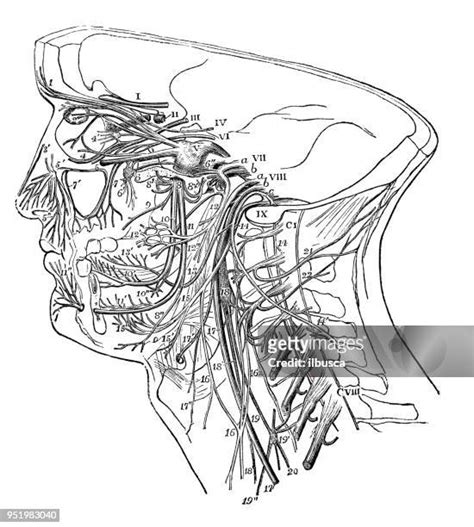Head And Neck Diagram Photos And Premium High Res Pictures Getty Images
