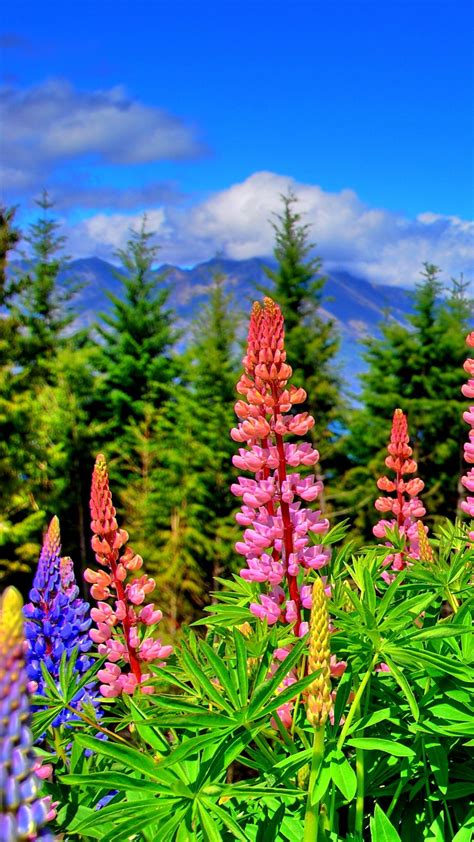 Lupines Wallpapers Wallpaper Cave