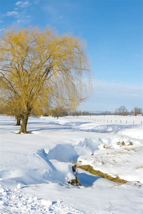 Snow Covered Meadow Stock Photo Image Of Season Leaves 66422542