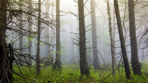 1920x1080 Trees Fog Nature Forest Coolwallpapersme