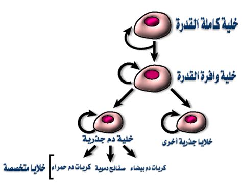 الأستاذة الدكتورة هاله جبر تتحدث عن #الخلايا_الجذعية في برنامج الدكتور على قناة القاهرة مناقشة رسالة الماجستير بخصوص التأثير المثبط للبكتريا للخلايا الجذعية الف مبروك. الخلاي الجذرية