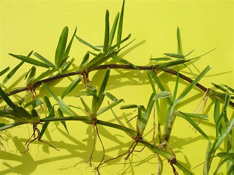 It spreads by aboveground stolons, commonly known as runners, and forms a. Stenotaphrum Secundatum | Pagina 14 | Forum di Giardinaggio.it