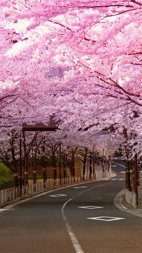Cherry Blossom Aesthetic Japan Iphone Wallpaper Free Ultrahd Wallpaper