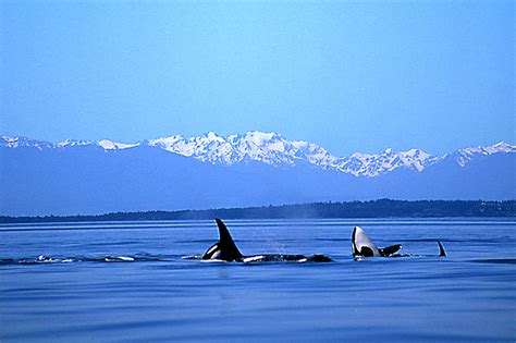 Whale Watching In Bc British Columbia Travel And Adventure Vacations