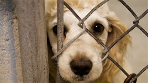 Petition · Animal Cruelty Raise Awareness And Save Animals From