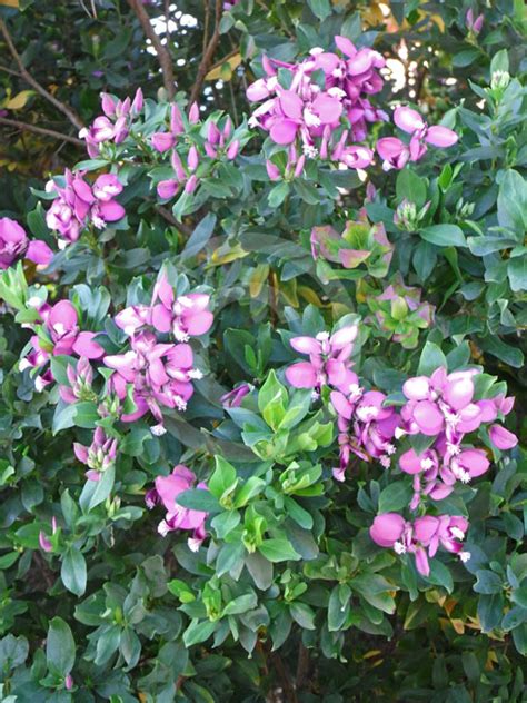 Polygala Dalmaisiana Grandiflora Sweet Pea Shrub Myrtle Leaf