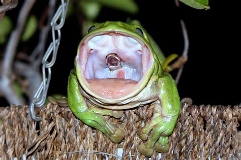 Photographer Reveals The Story Behind That Photo Of The Snake Eating Frog