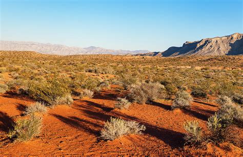 Freedom In Desert Photograph By Evgeniya Lystsova Fine Art America